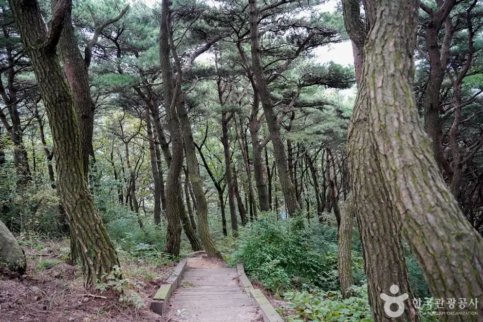 한티재(칠곡 지천) 현장 사진 4 — 경북 칠곡 지천면