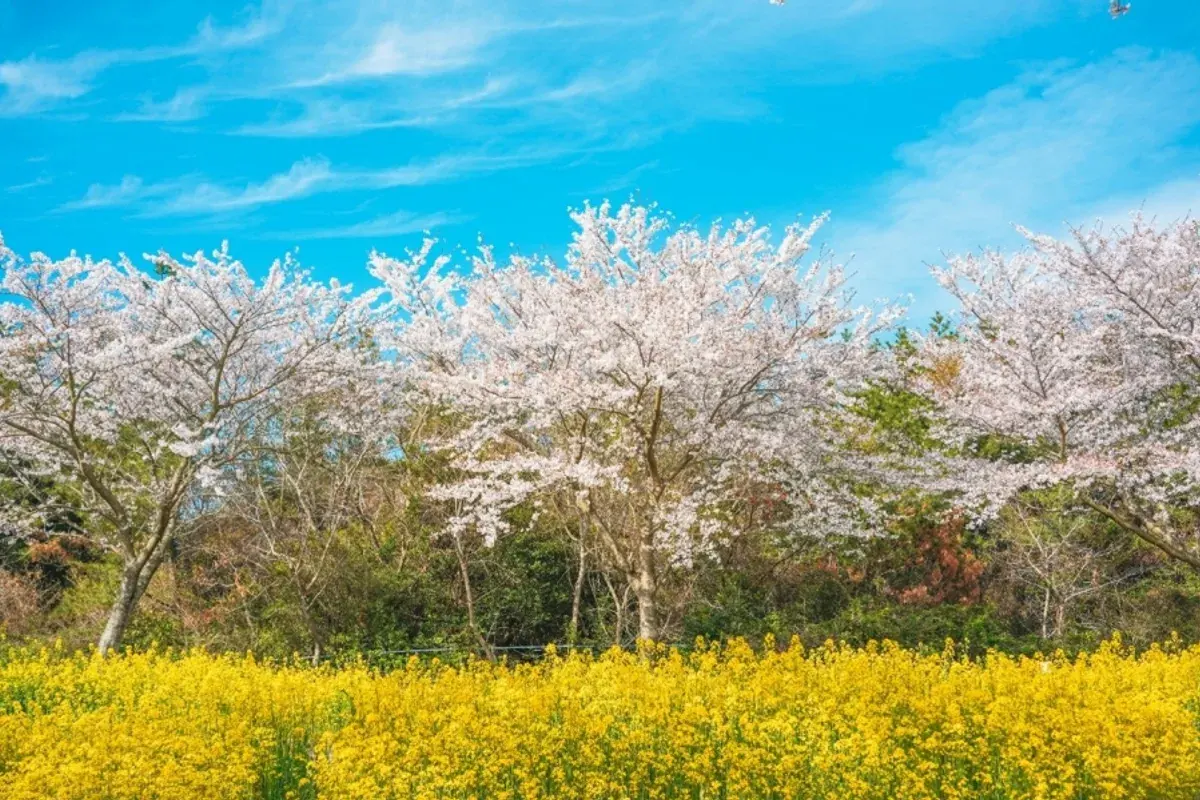 제주 녹산로 유채꽃길 현장 사진 3 — 제주 표선 가시리