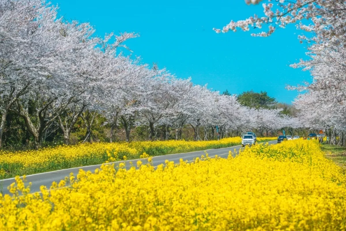 제주 녹산로 유채꽃길 대표 사진 — 제주 표선 가시리 드라이브
